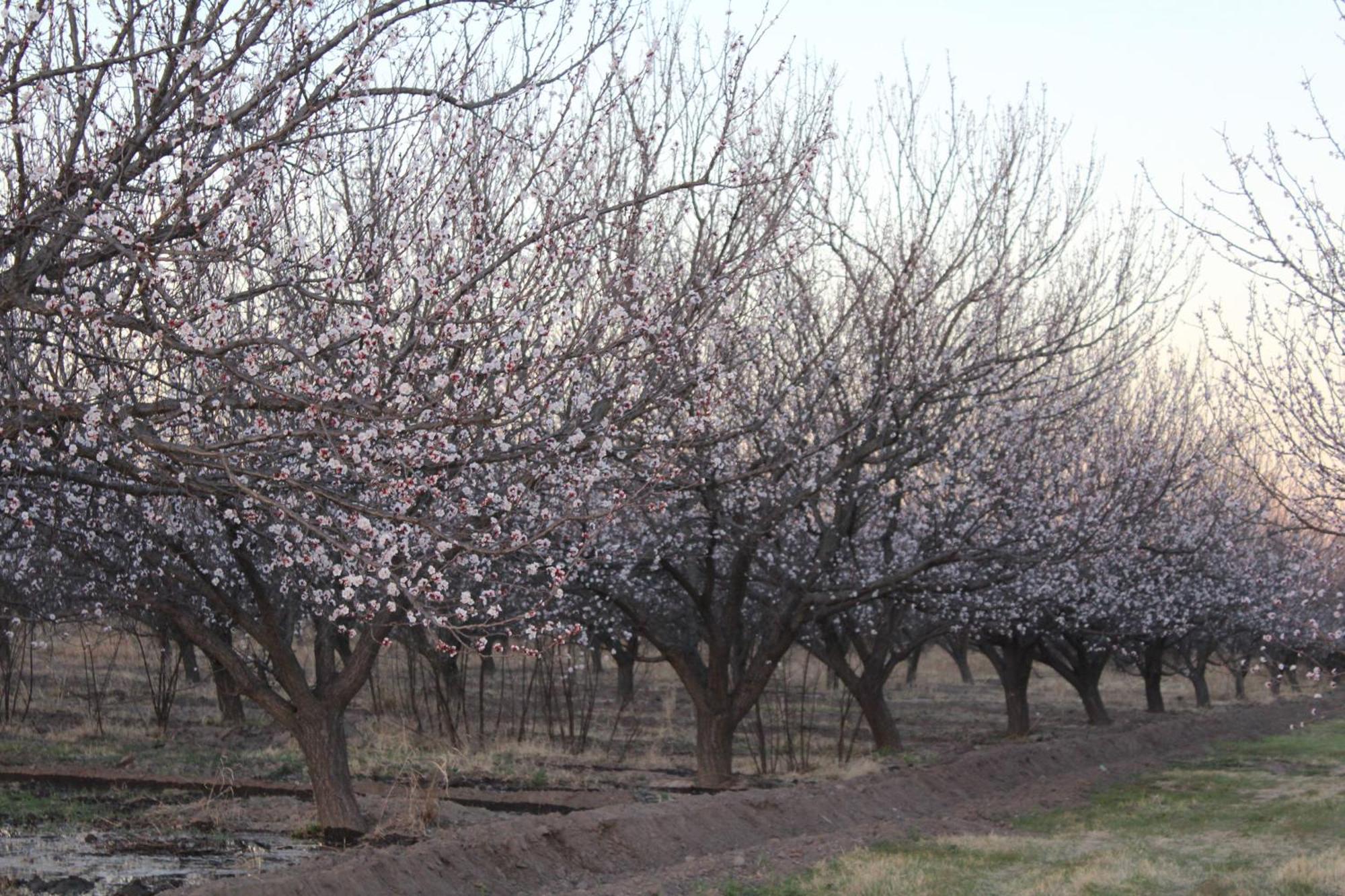 Finca La Celestita Colonia Alvear Экстерьер фото